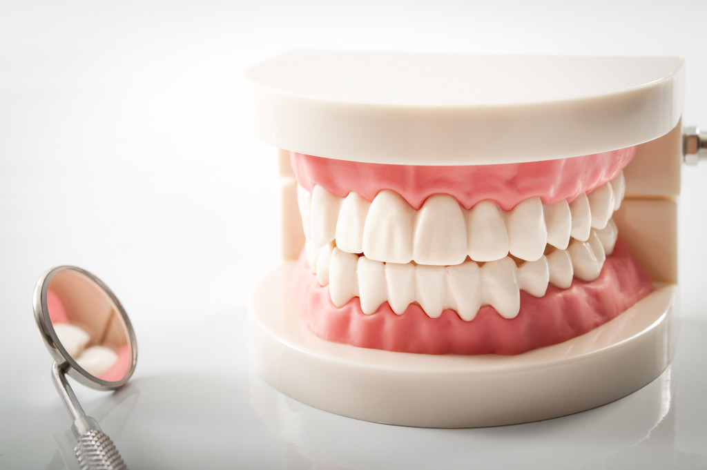 teeth model