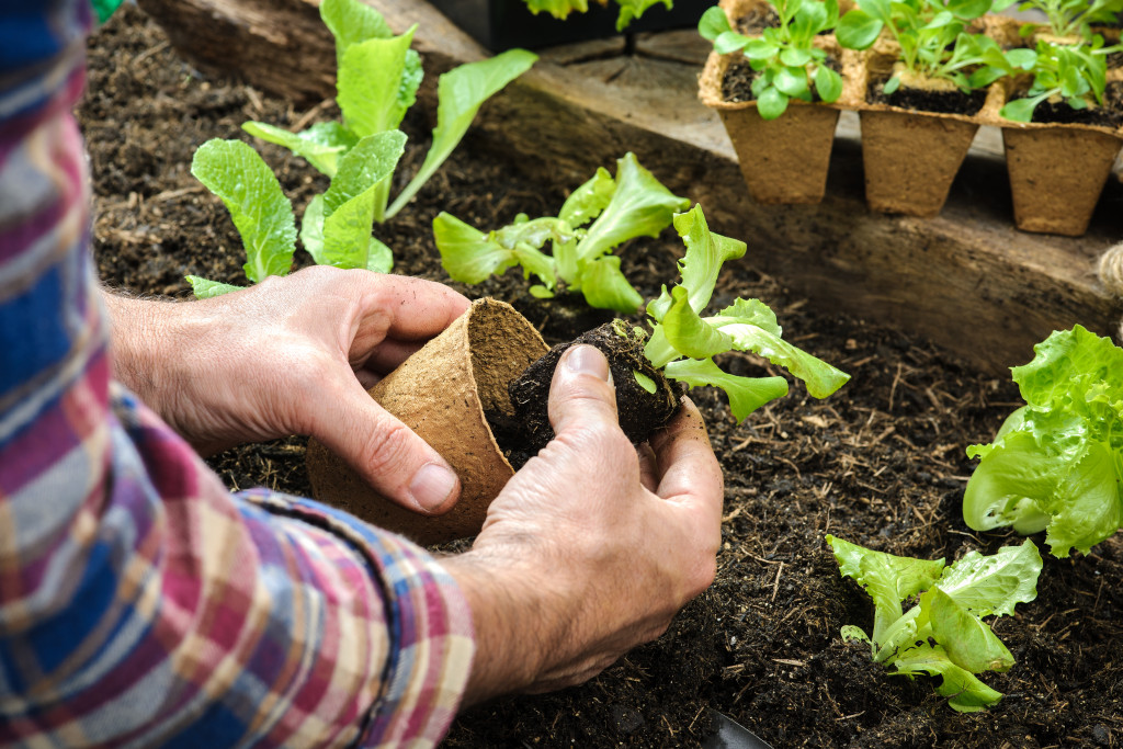 A person planting vegetables on soil